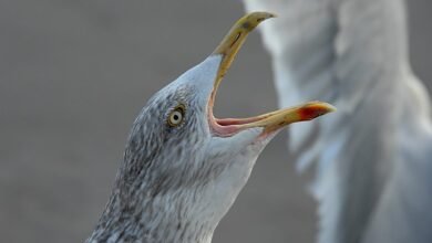 peak hour call patterns