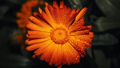 repeat calls after drop