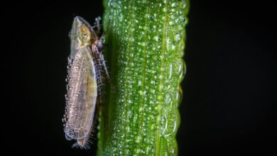 user response to declines