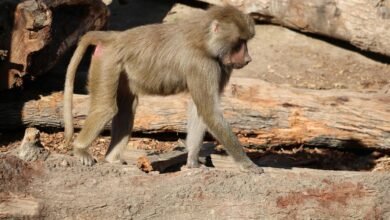 fraudulent caller behavior monitoring