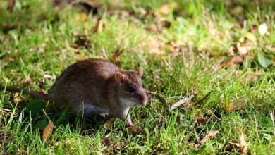 telecommunication regulation contact numbers